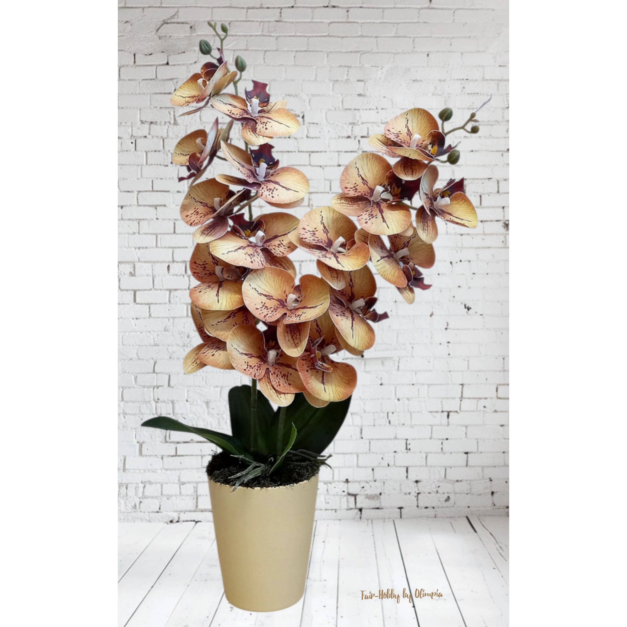 Orchidea krém kaspóban 