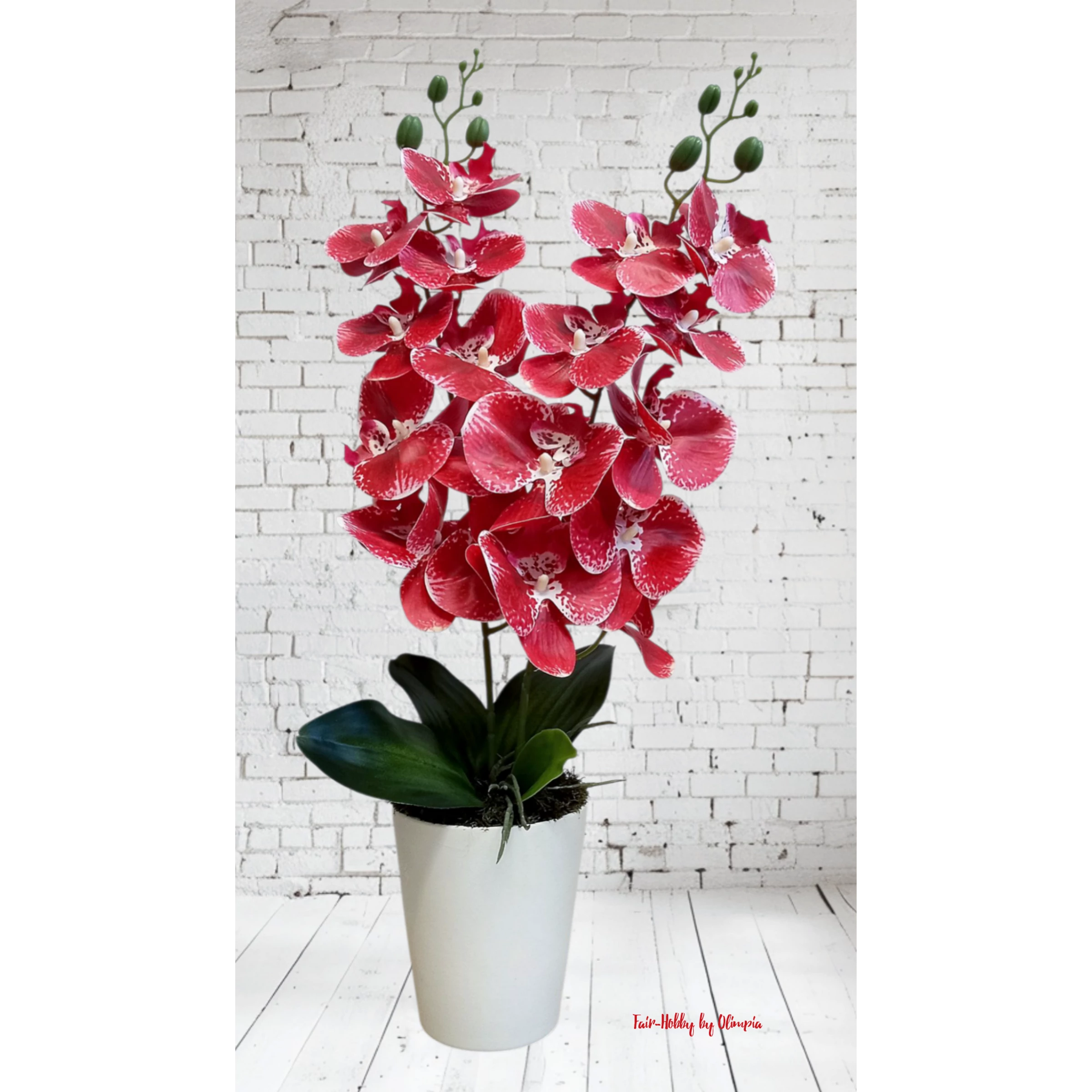 Orchidea fehér kaspóban 