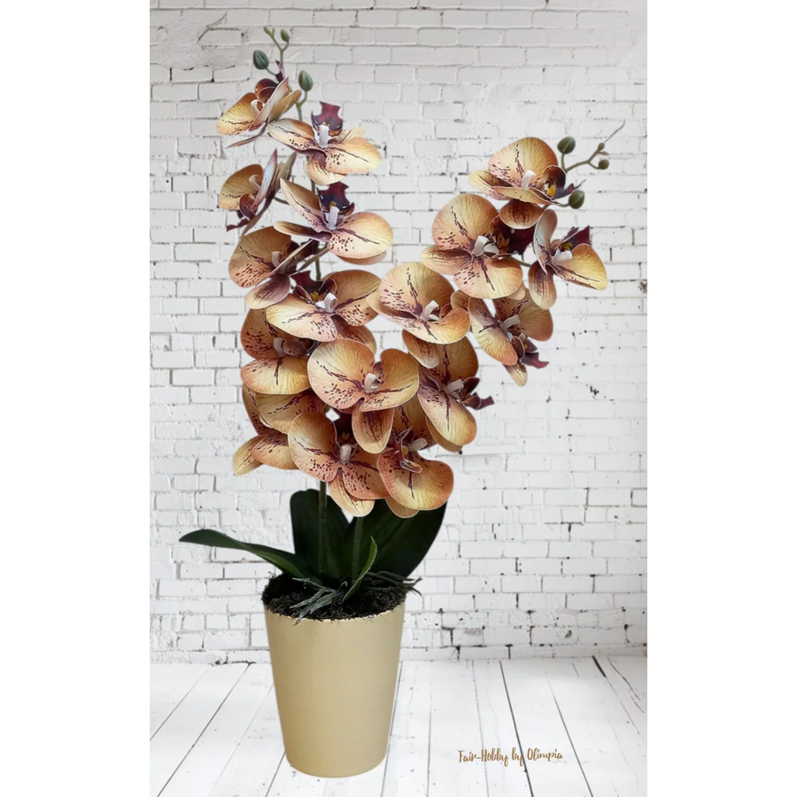 Orchidea krém kaspóban 