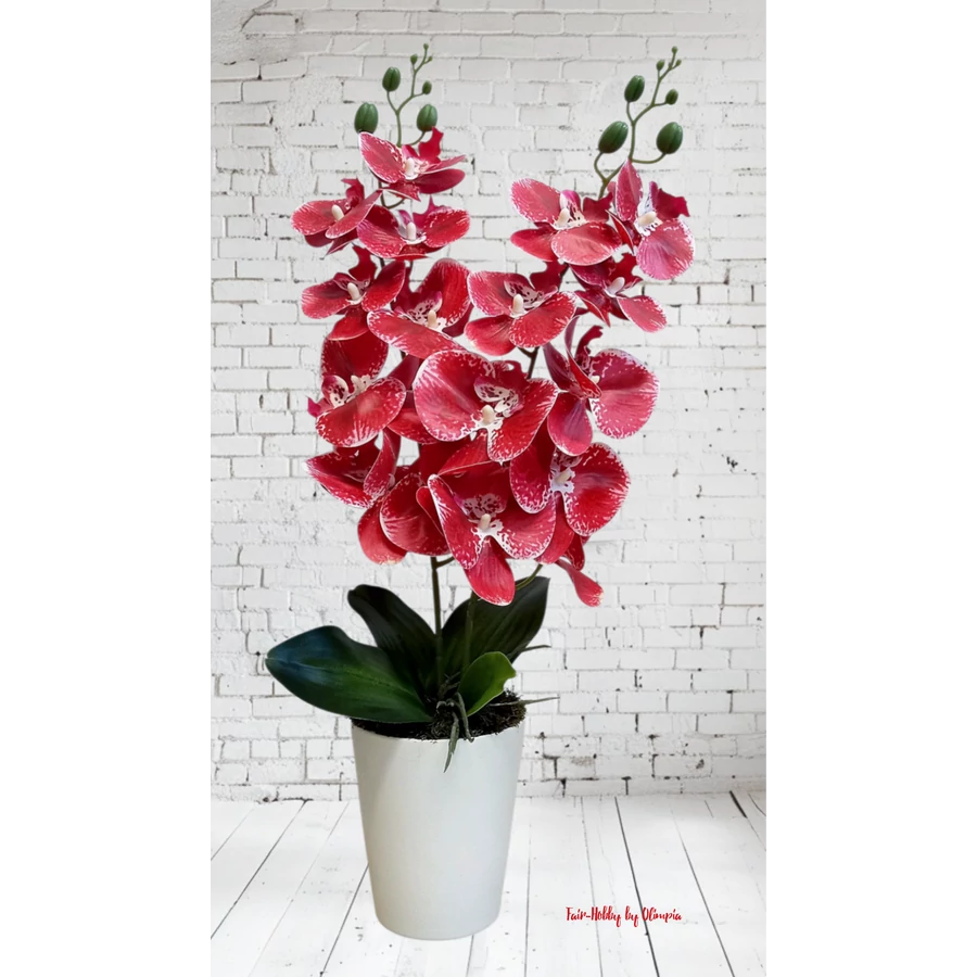 Orchidea fehér kaspóban 