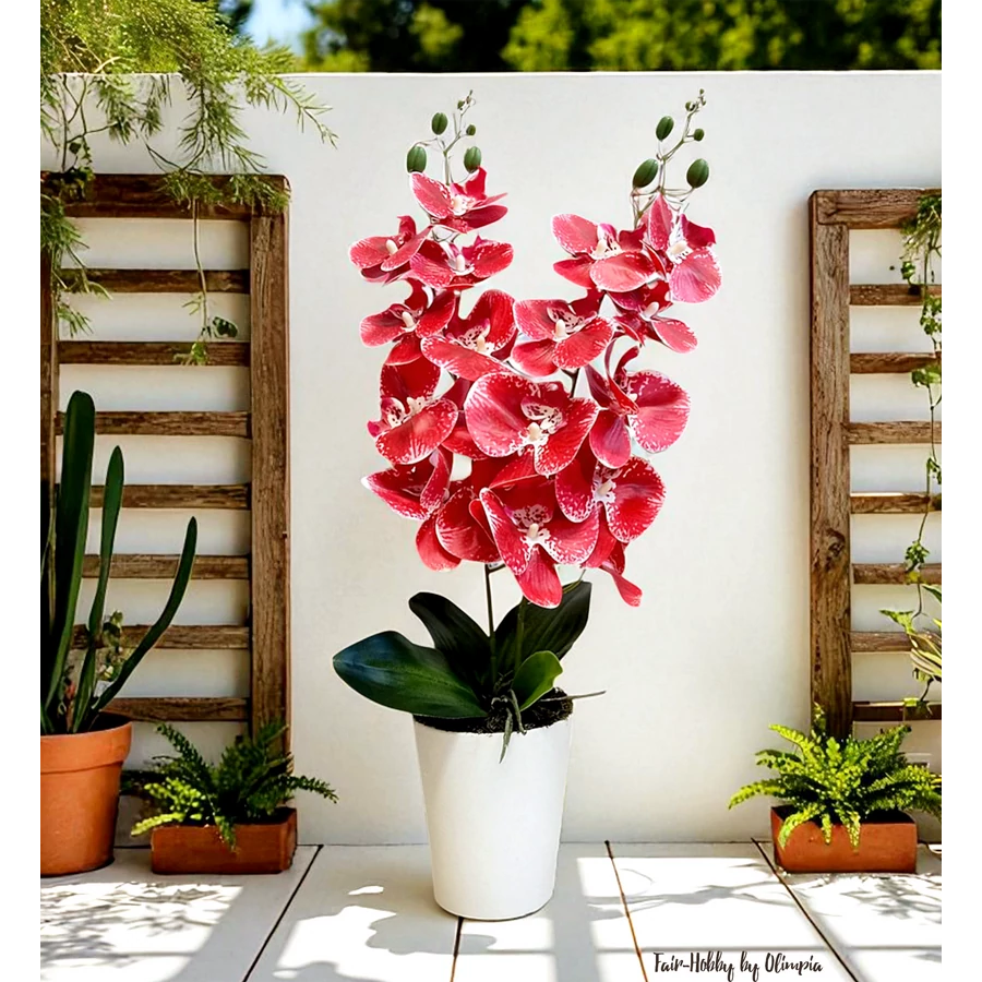 Orchidea fehér kaspóban 